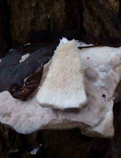 Showing the pore surface and the irregularly-shaped pore.